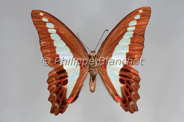 graphium sarpedon 2.JPG - Graphium sarpedon (verso)Blue Triangle ButterflyLepidoptera, PapilionidaeAustralie